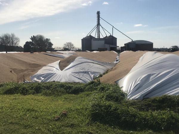 Rotura de silobolsas, pérdidas y vandalismo en el campo
