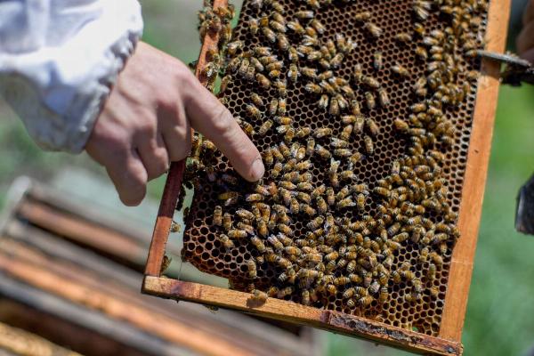 El precio histórico de la miel impulsa inversiones en toda la cadena apícola