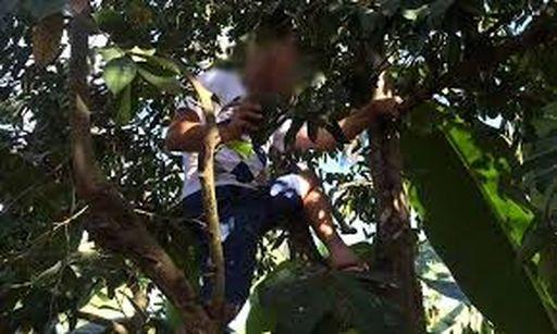 Salto: Trepado a una árbol se masturbó rente a una mujer
