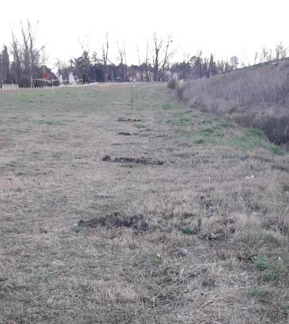  vandalismo arboles