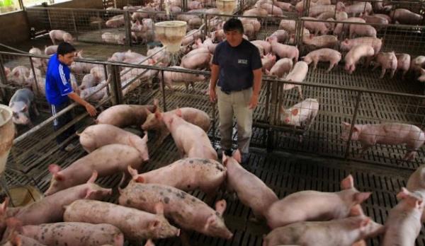 Otorgan beneficio económico a productores porcinos con recursos del «Dólar Soja»