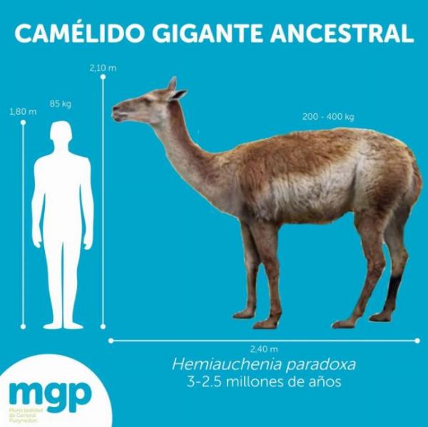  camélido gigante 