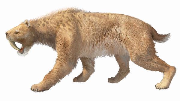 Tigre dientes de sable. Ilustración: Daniel Boh. (CONICET)