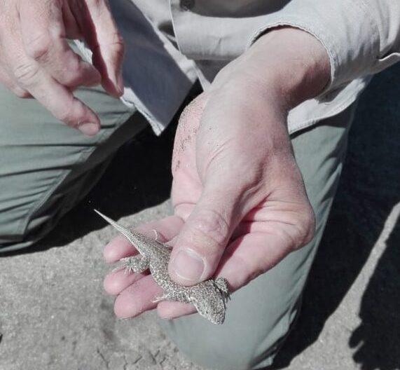  lagartija de las dunas