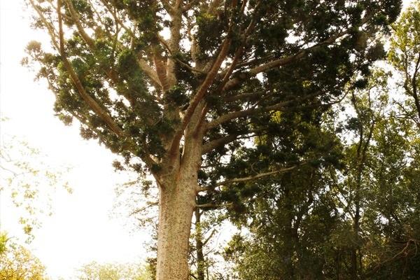  El conocido “Árbol de Cristal”.