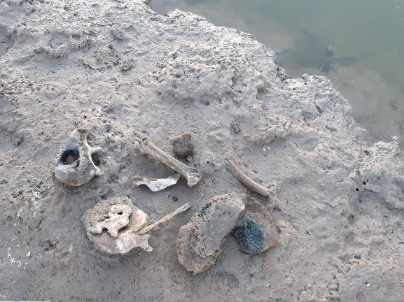  En Junín afloran fósiles de la megafauna en grandes cantidades.