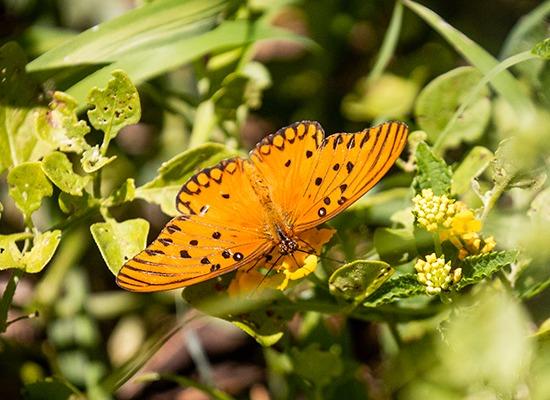  Mariposa Espejitos. (buenosaires.gob.ar)