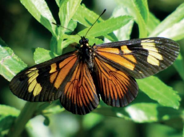  Mariposa Perezosa. (Municipalidad de Ituzaingó)