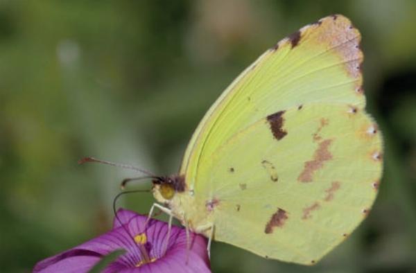  Mariposa Limoncito. (Municipalidad de Ituzaingó)