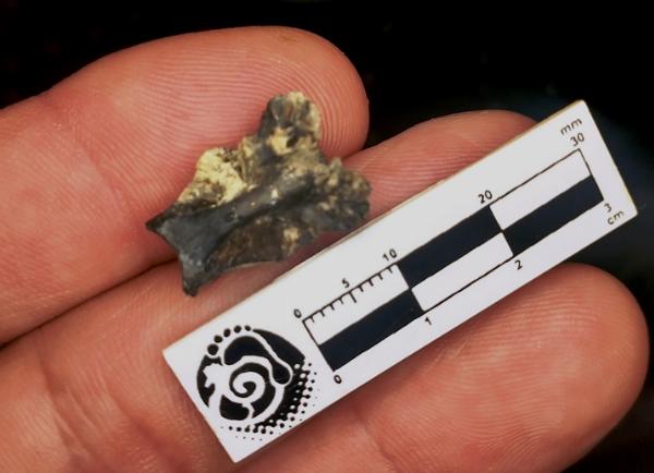 La pequeñísima pieza de hueso encontrada en Campo Spósito.