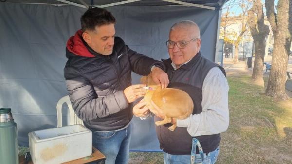 Continúa la campaña de vacunación antirrábica de mascotas, en espacios públicos