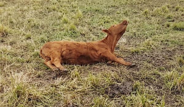 Alerta sanitaria: el INTA advierte por una enfermedad neurológica en bovinos de pastoreo